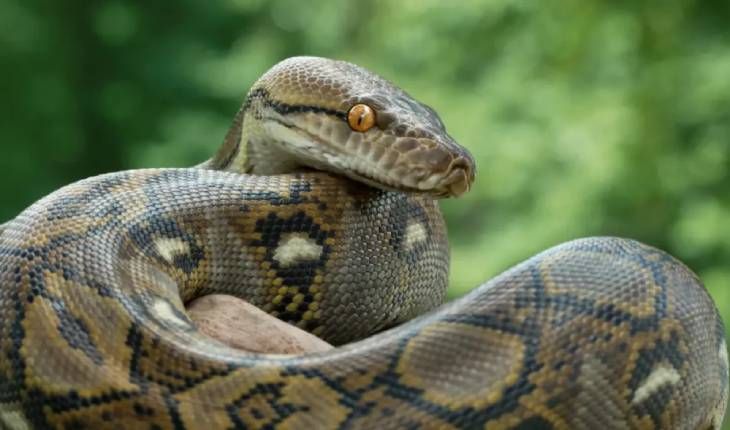 animales que empiezan por p piton (1)