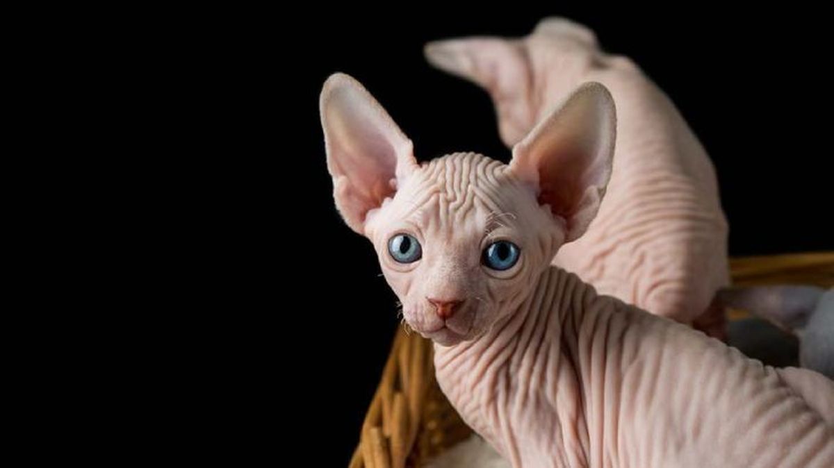 nombres egipcios para gatos