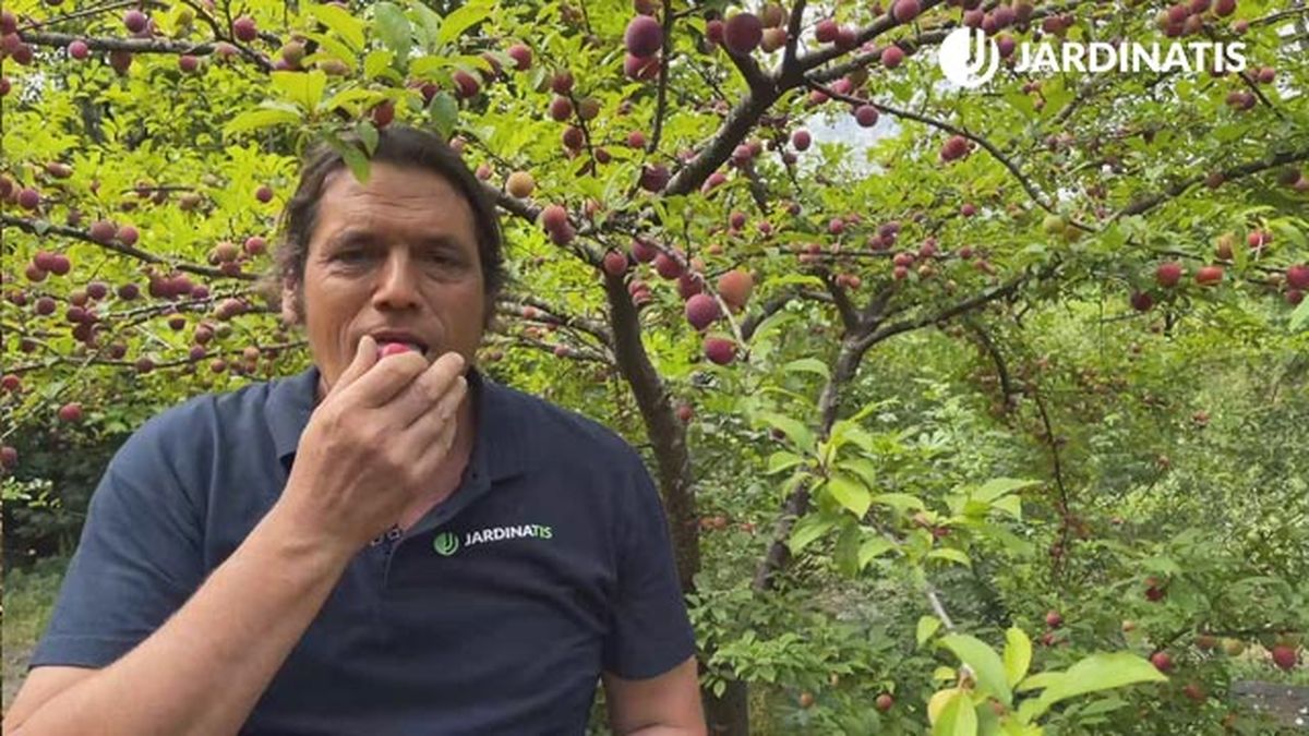 la cosecha del ciruelo en el jardin jardinatis