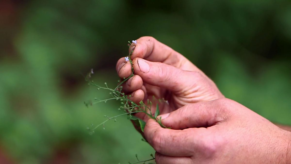brico 0959 brumera pulmonaria brumera flor