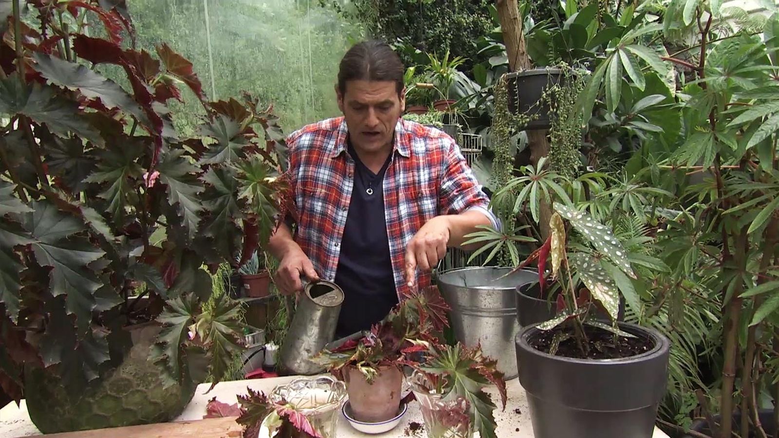 Deco743 jardineria begonia superba irene nuss trasplante tierre