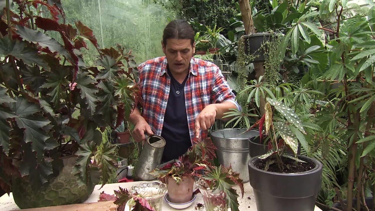 Deco743 jardineria begonia superba irene nuss trasplante tierre