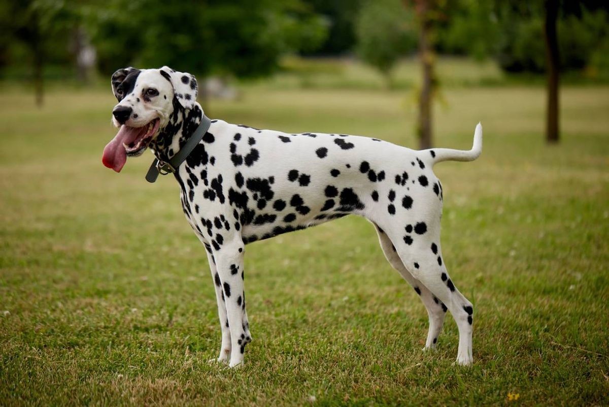 Una raza perro que destaca por su energía, elegancia y lealtad.
