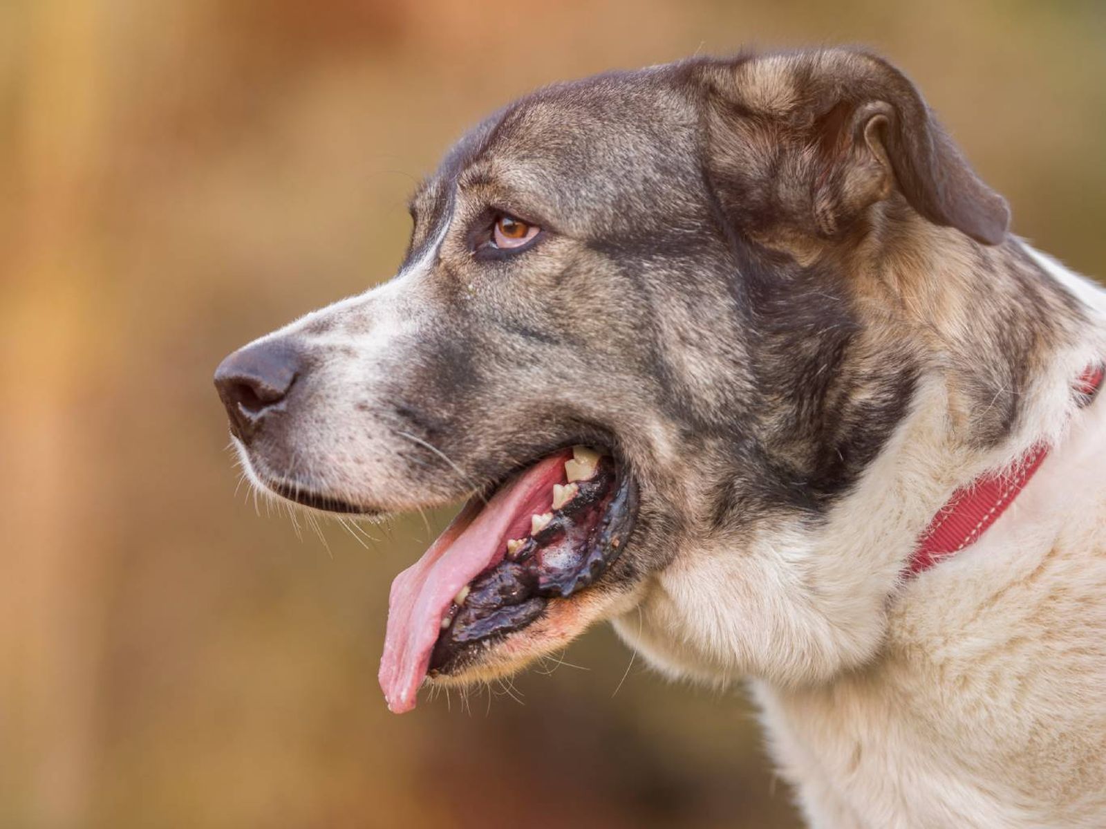 Un excelente perro guardián debido a su complexión robusta y carácter tranquilo.