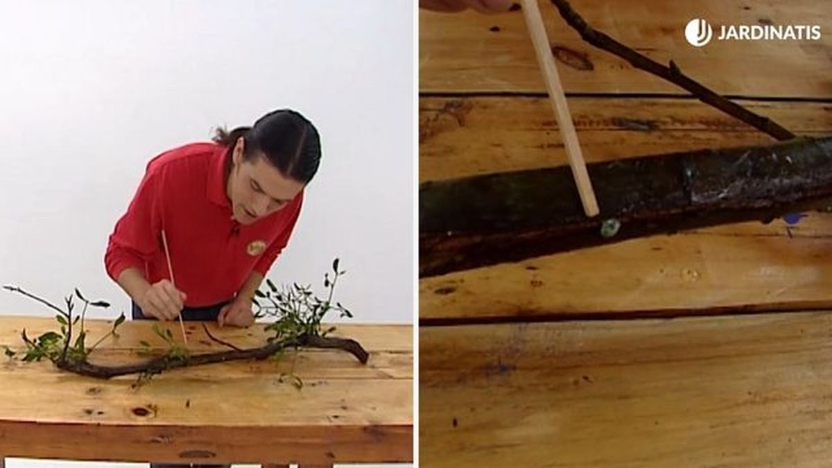 muerdago planta parasita brico 192