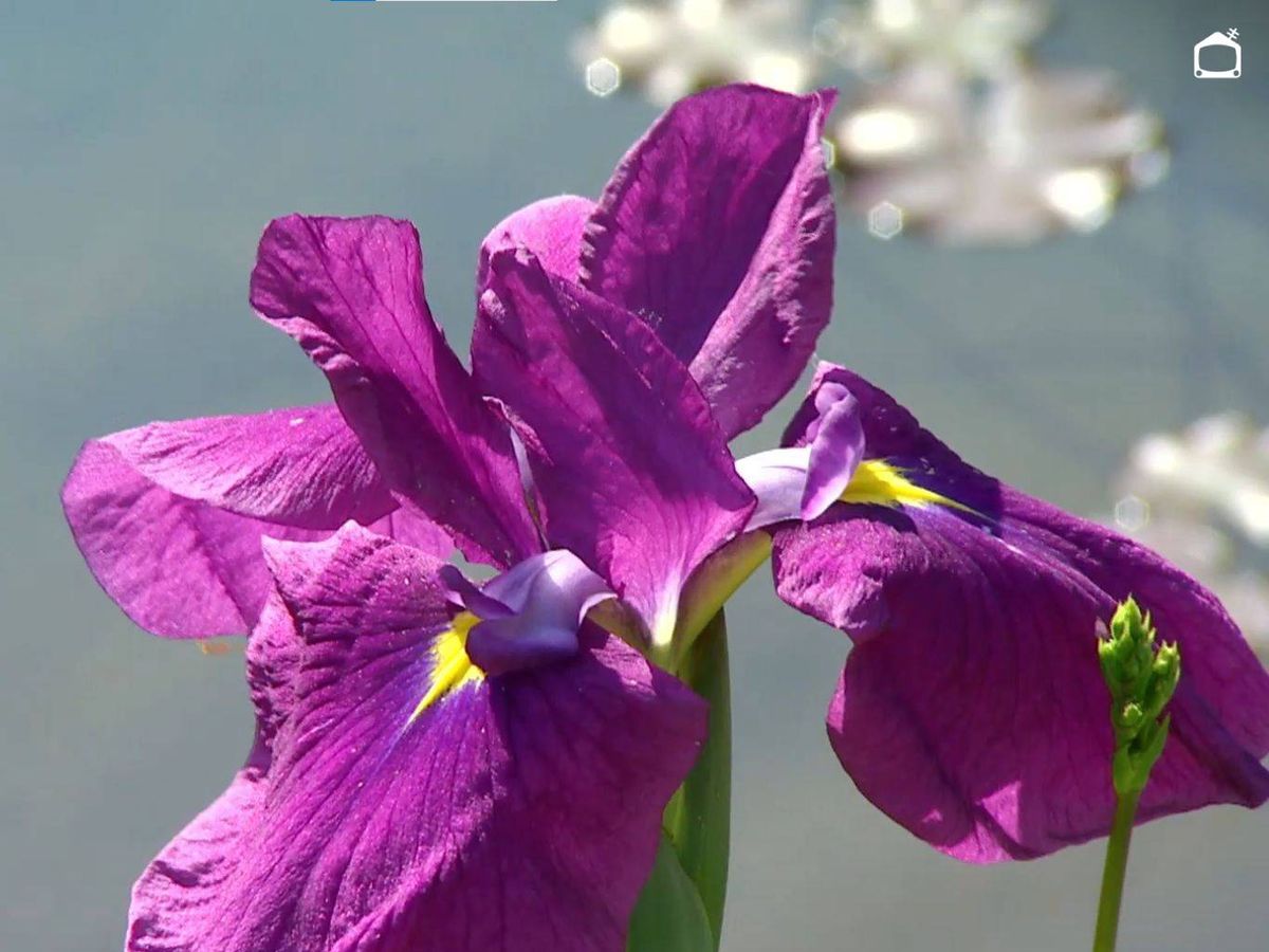 Iris ensata var. ensata.