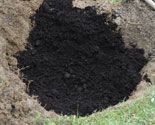 325 plant plam p04
