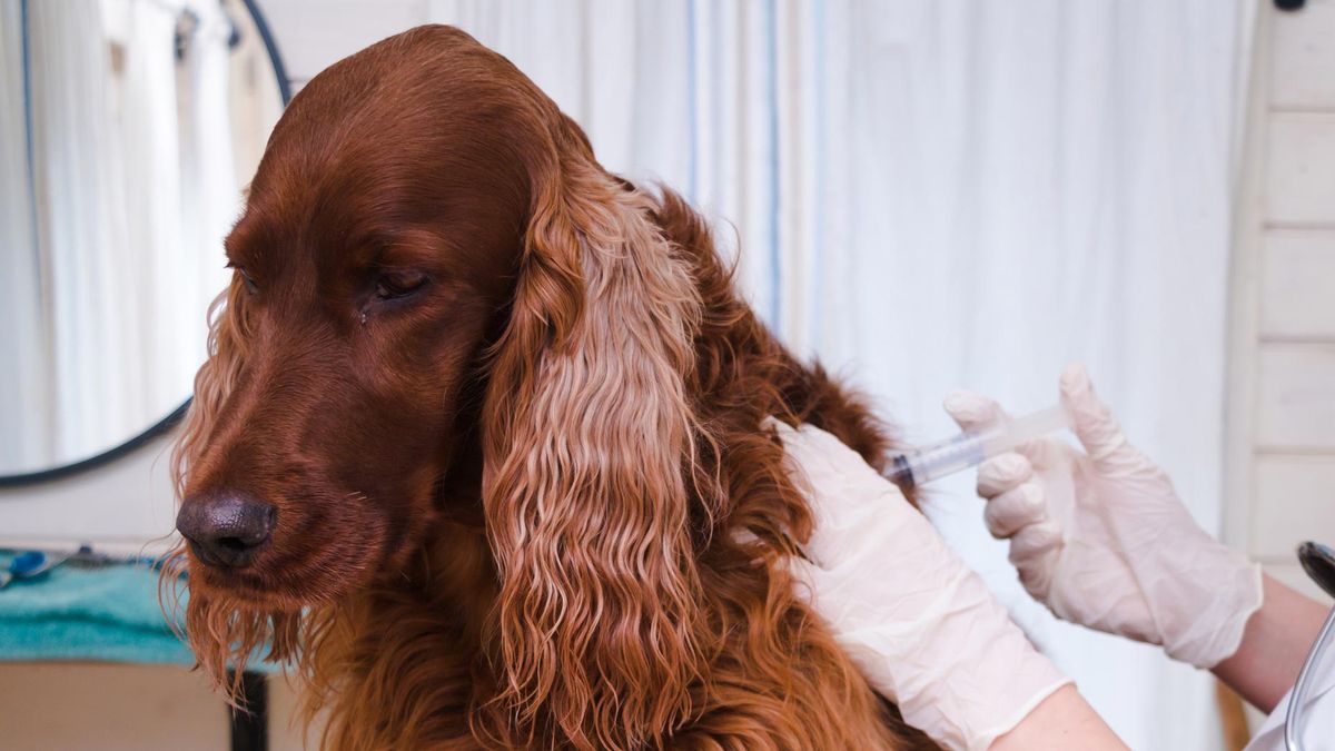 6 consejos evitar cancer perros 2