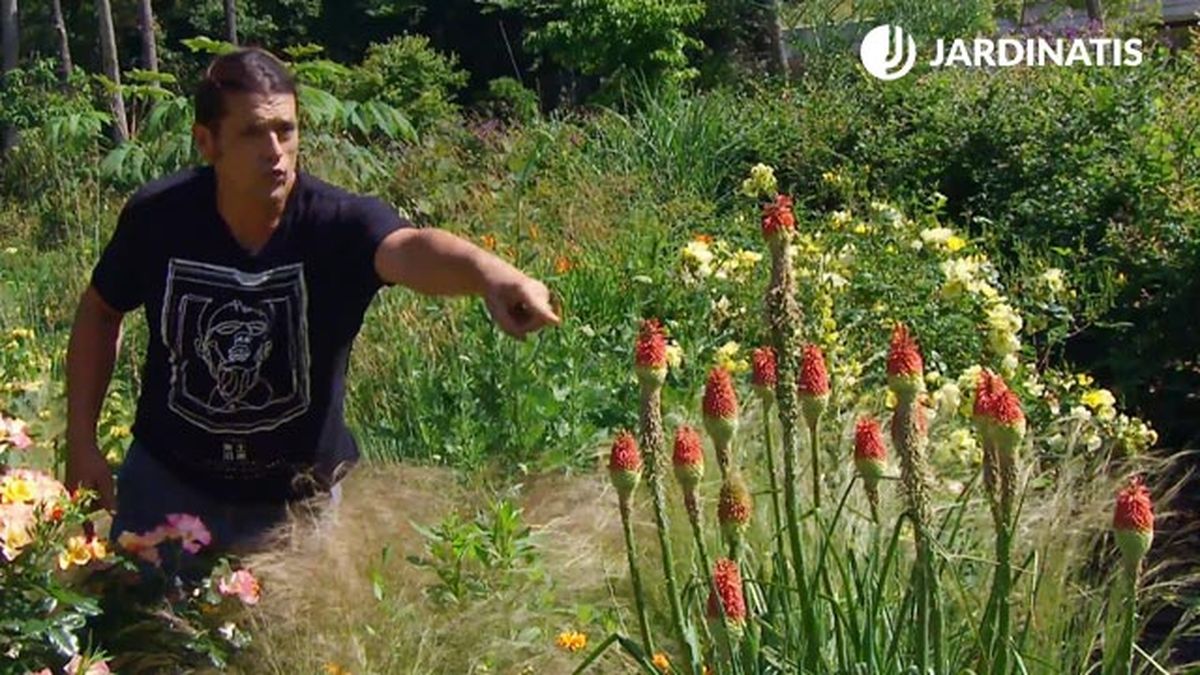 tritomas y  rosales mutabilisl deco622