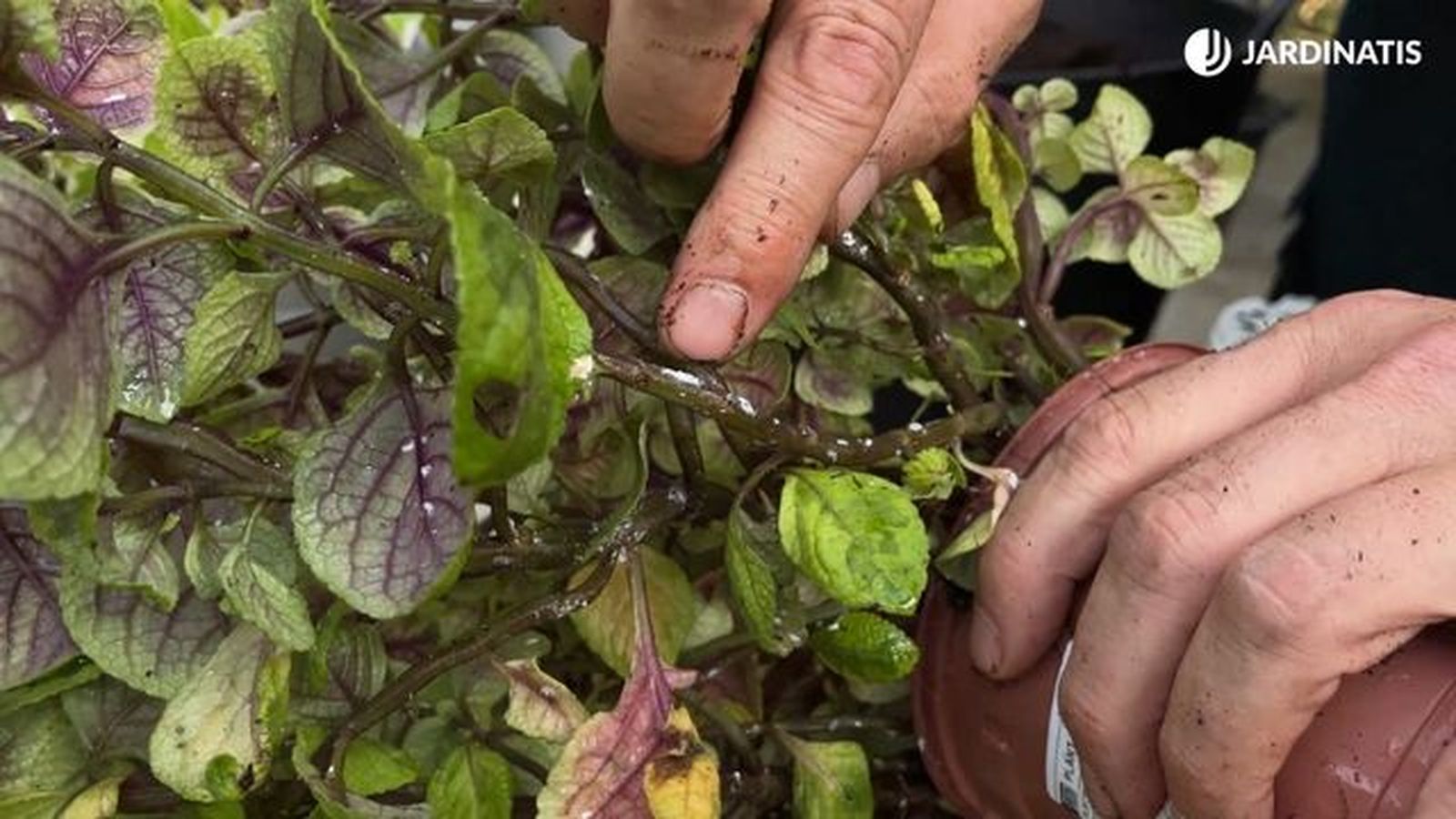 Cochinilla en variedad de Plectranthus