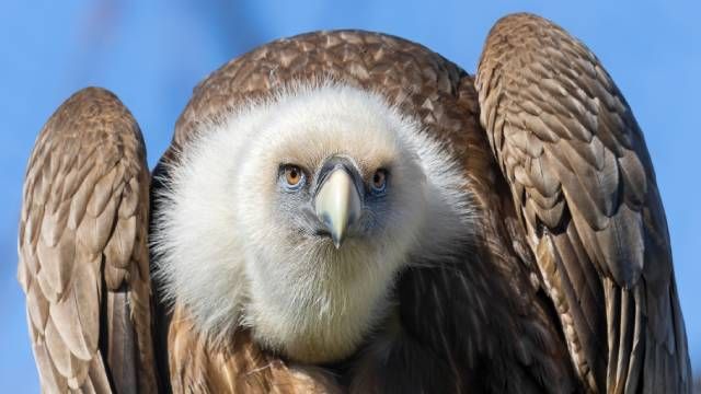 aves rapaces buitre leonado euroasiatico