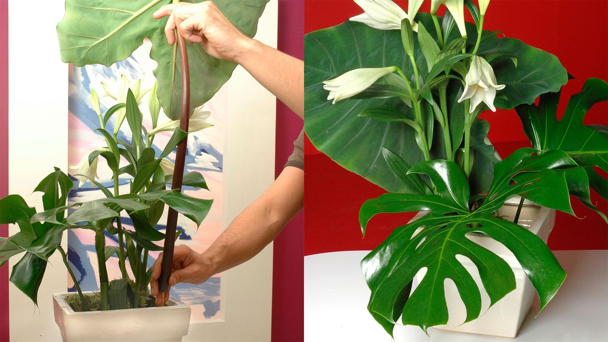 plantacion alocasia pasos