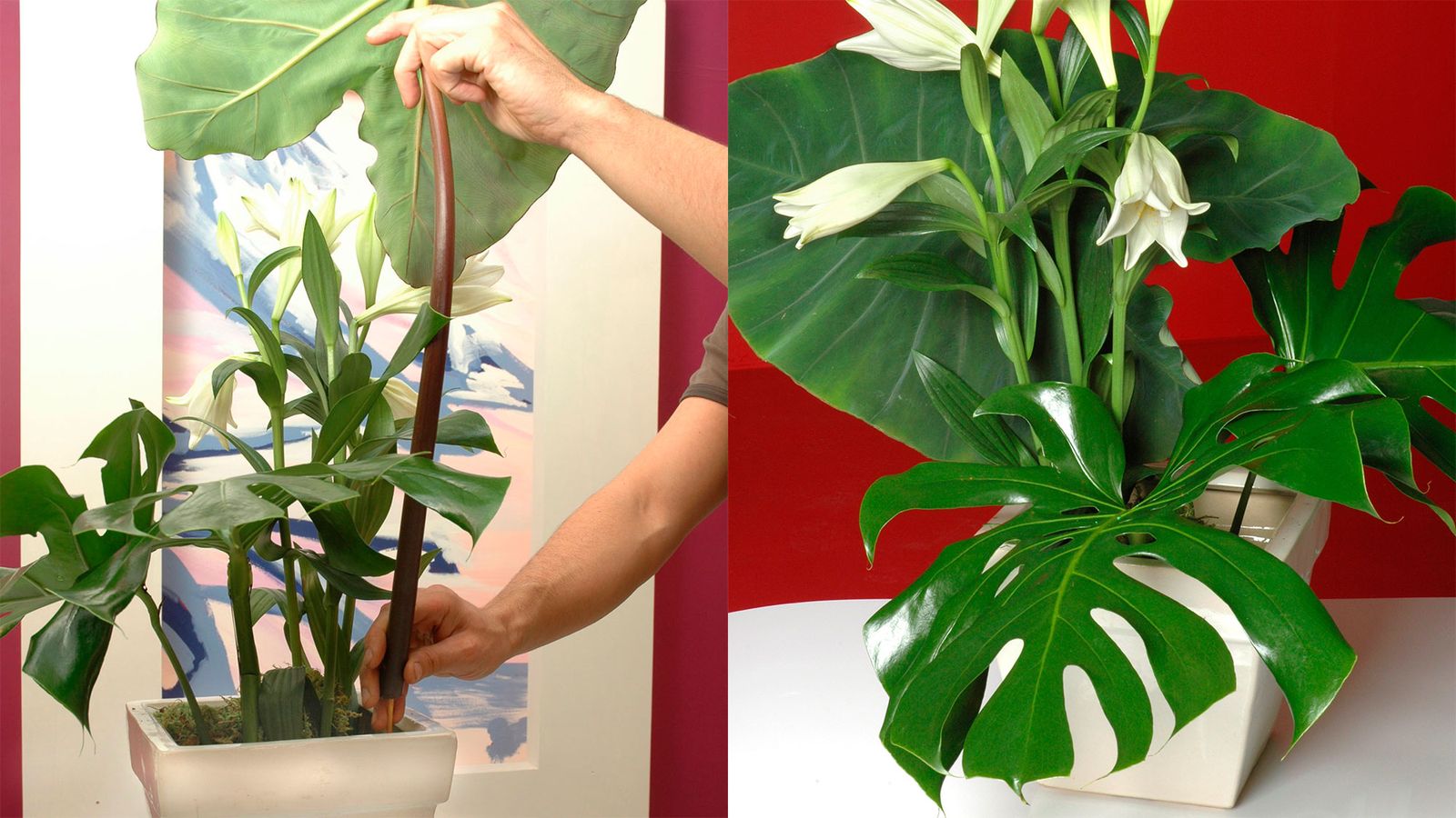 plantacion alocasia pasos