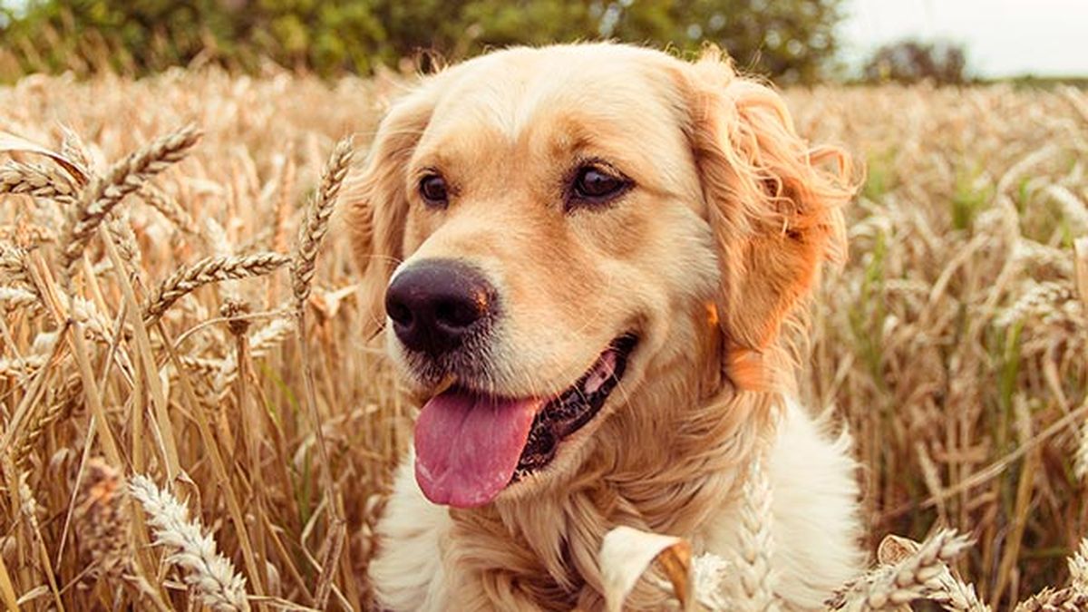 cuidados primavera mascotas 7