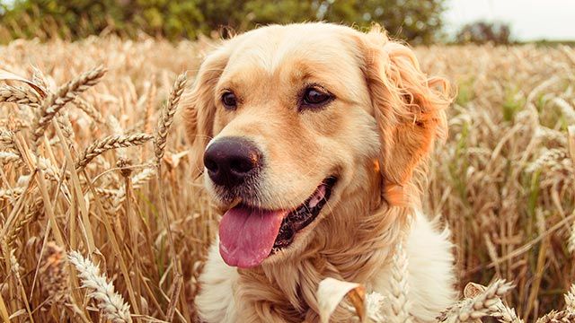 cuidados primavera mascotas 7