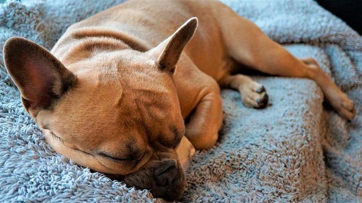 Es una raza de perro que no tolera muy bien el frío.