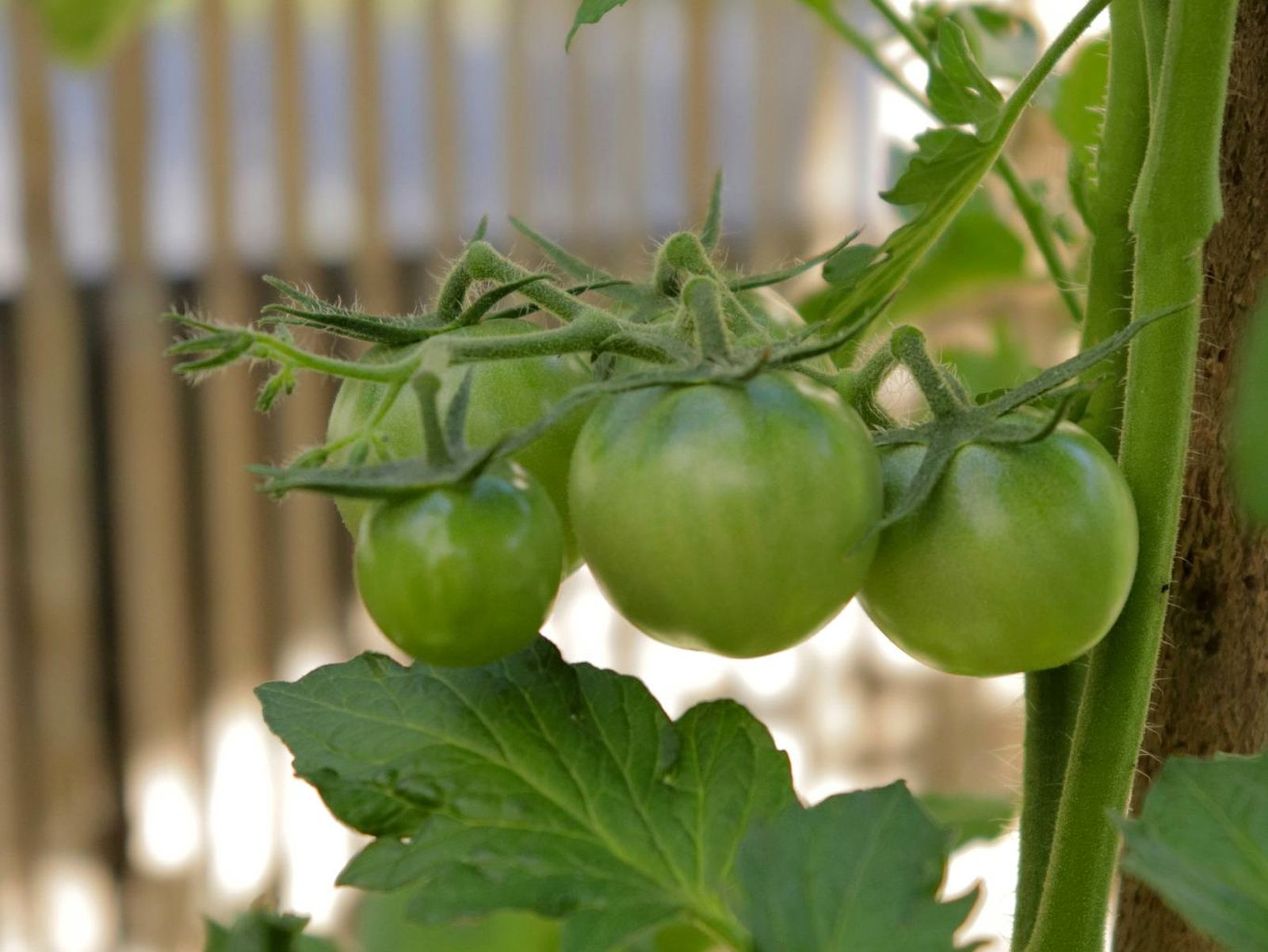 Tomatero
