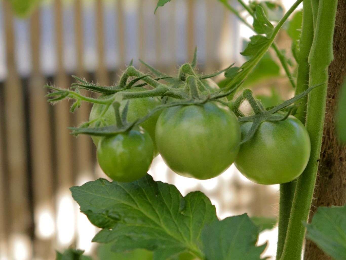 Tomatero