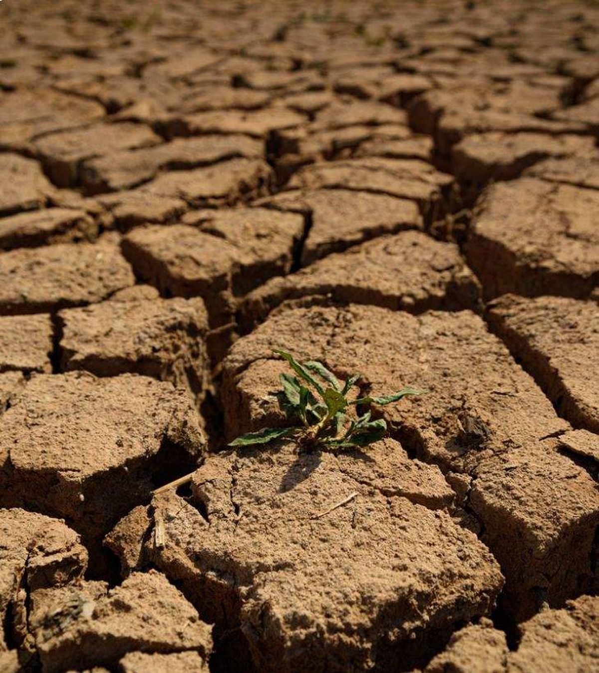 suelo seco por la sequia