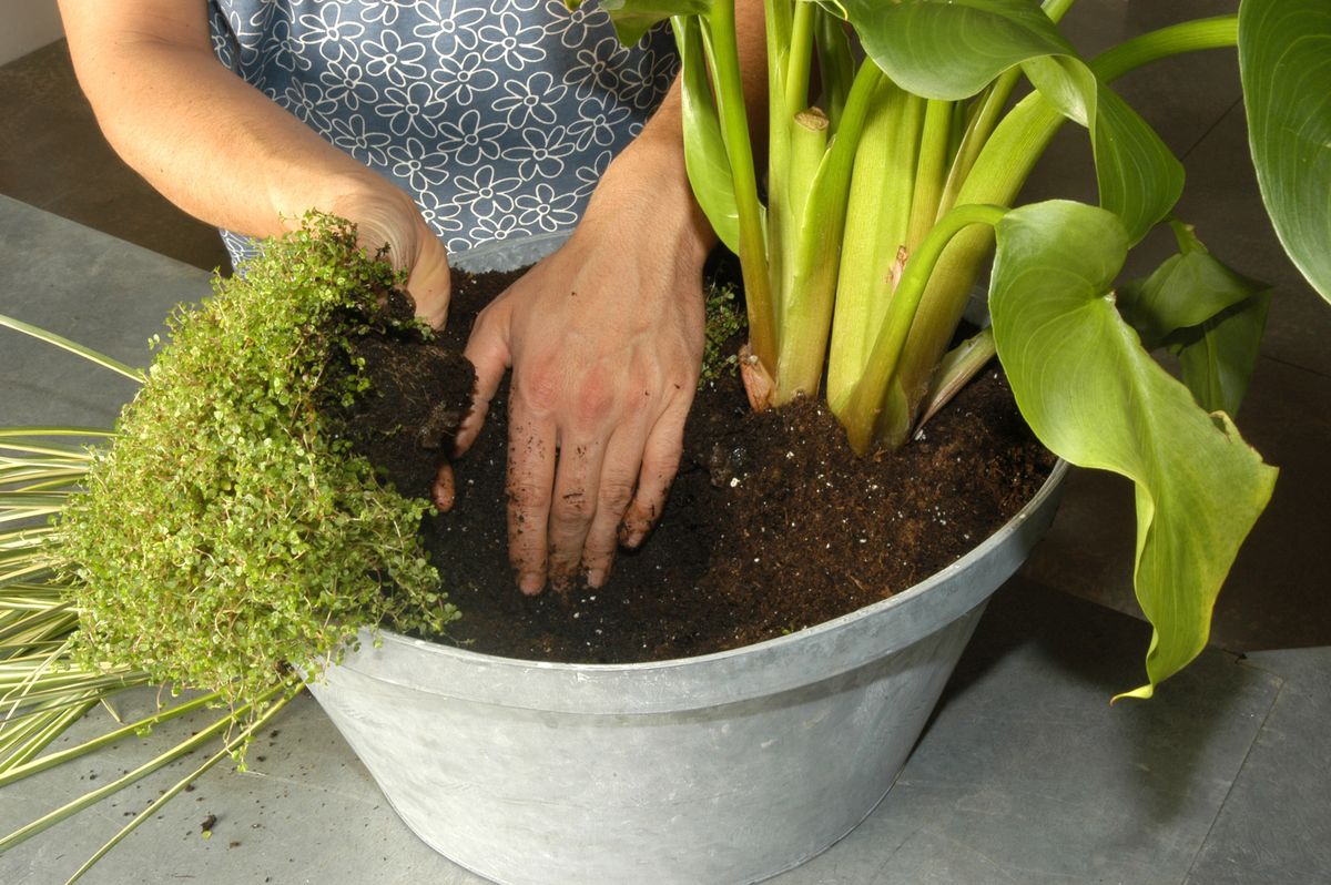 Composiciones con calas o Lirios de Agua p2