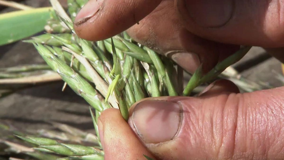 deco 772 jardin floracion bambu semillas