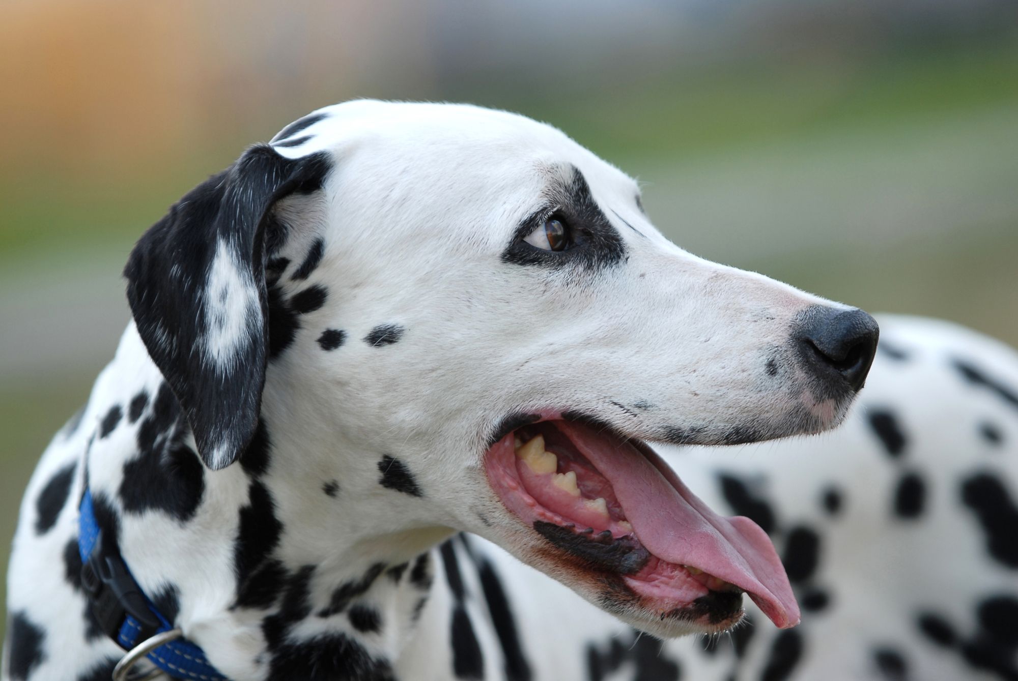 dalmata sobrepeso xl