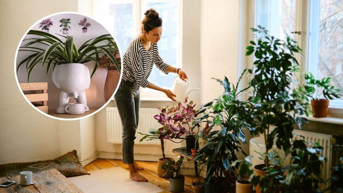 Esta maceta para plantas ha causado furor en redes.