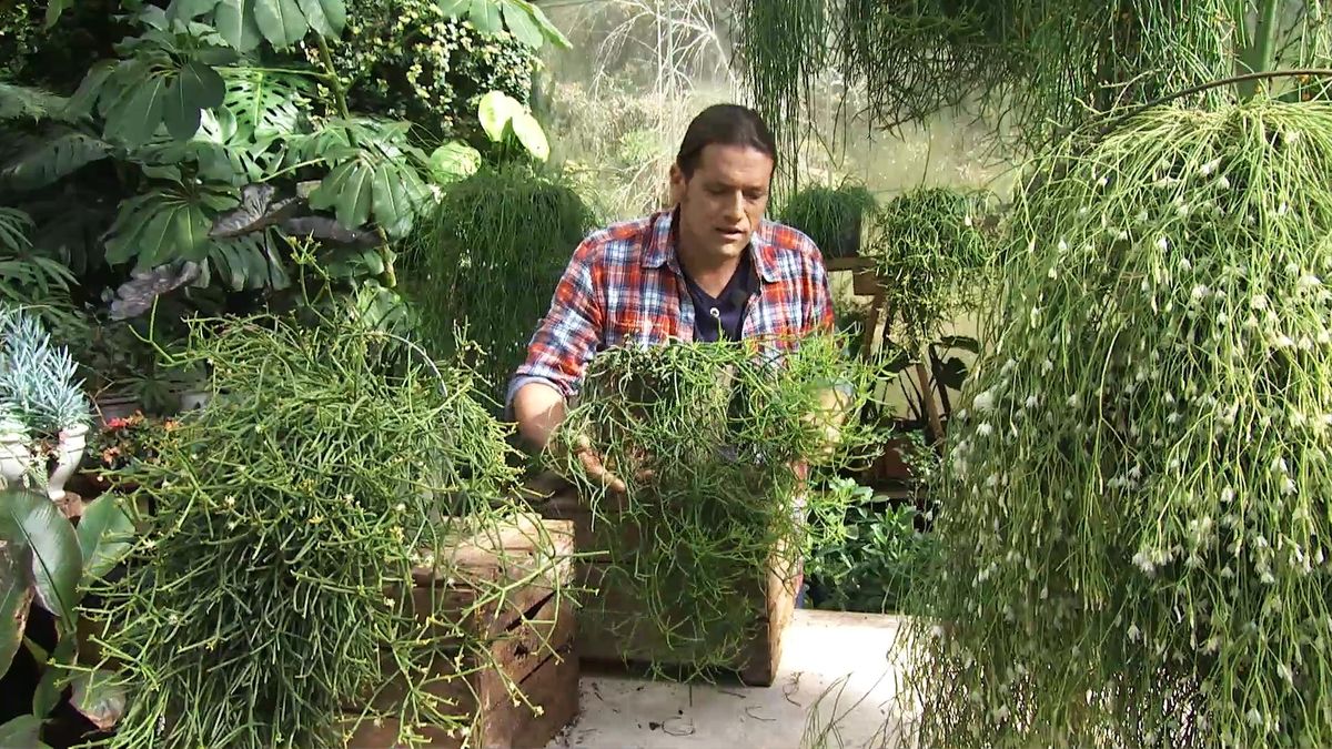 deco727 jardineria Rhipsalis plantas