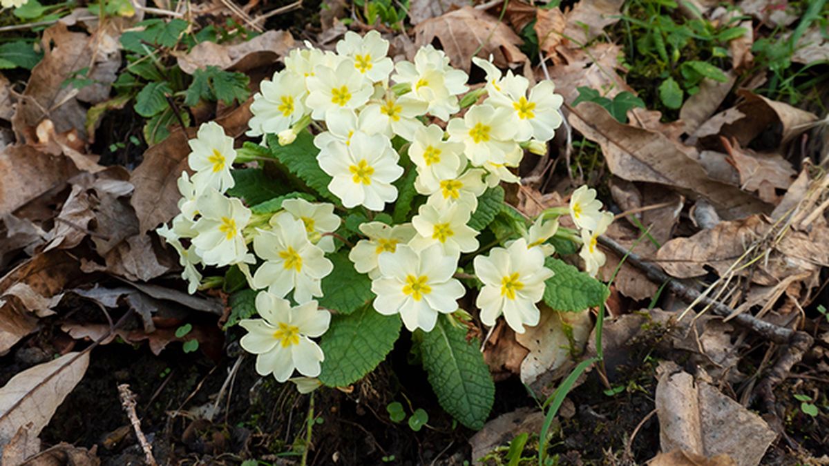 carcaterísticas de la Primula vulgaris