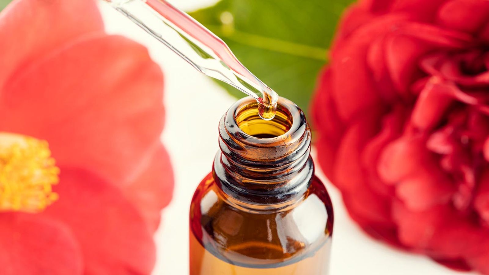 aceite de tsubaki o camelia el secreto mejor guardado de las geishas portada