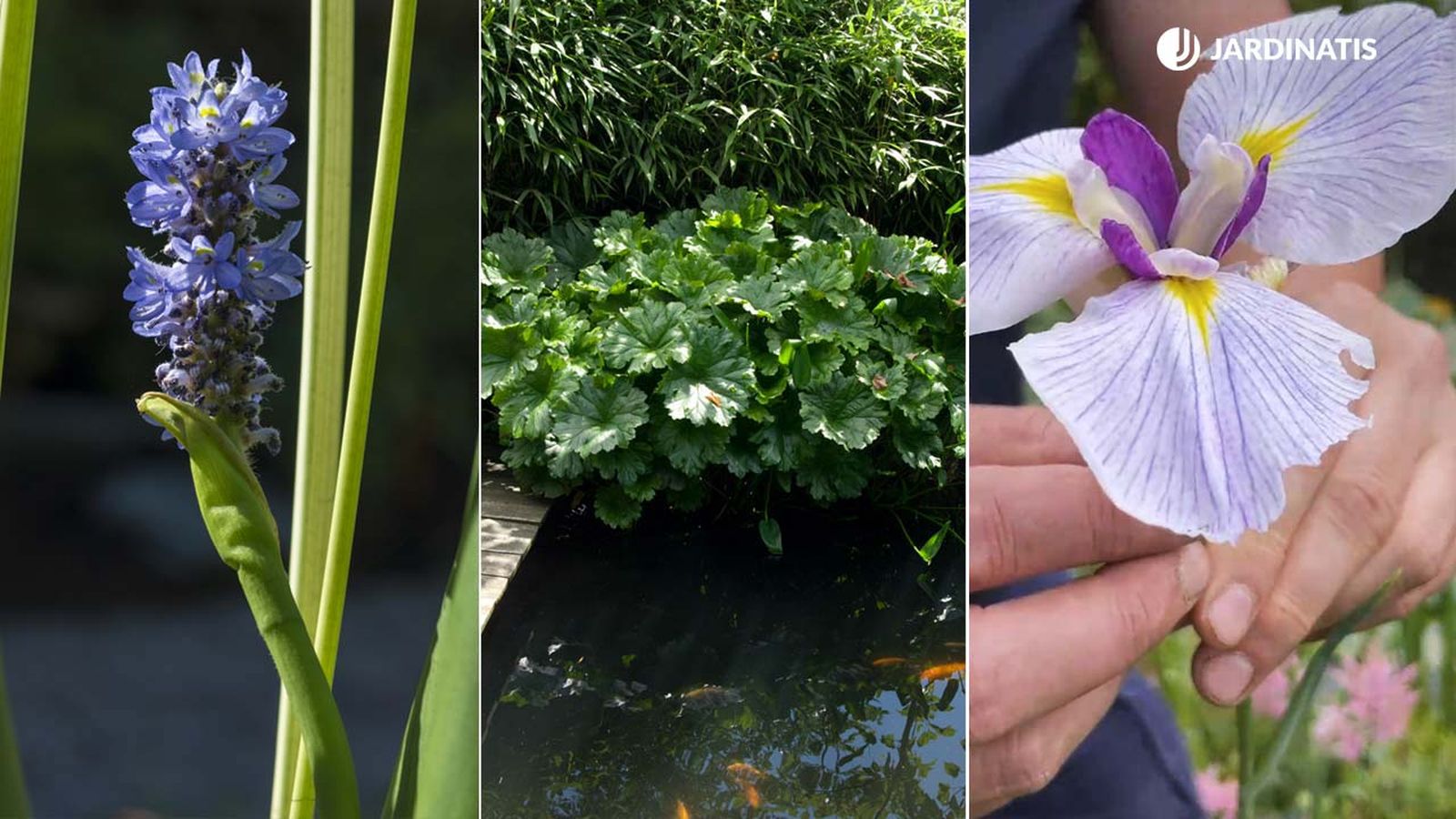 Existen muchos tipos de plantas acuáticas.
