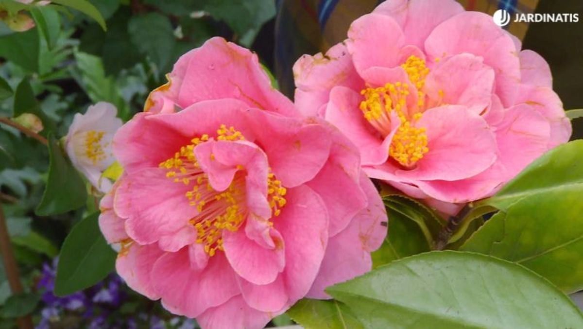 Camelia de flor semidoble