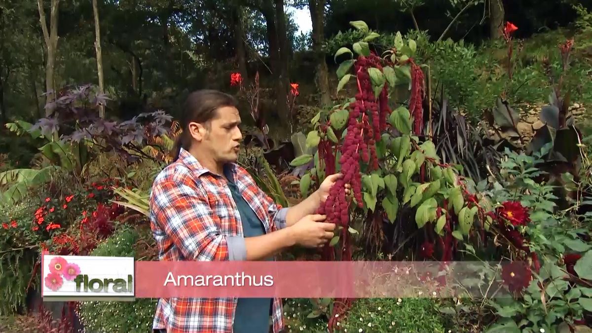 713 jardineria amaranto 1