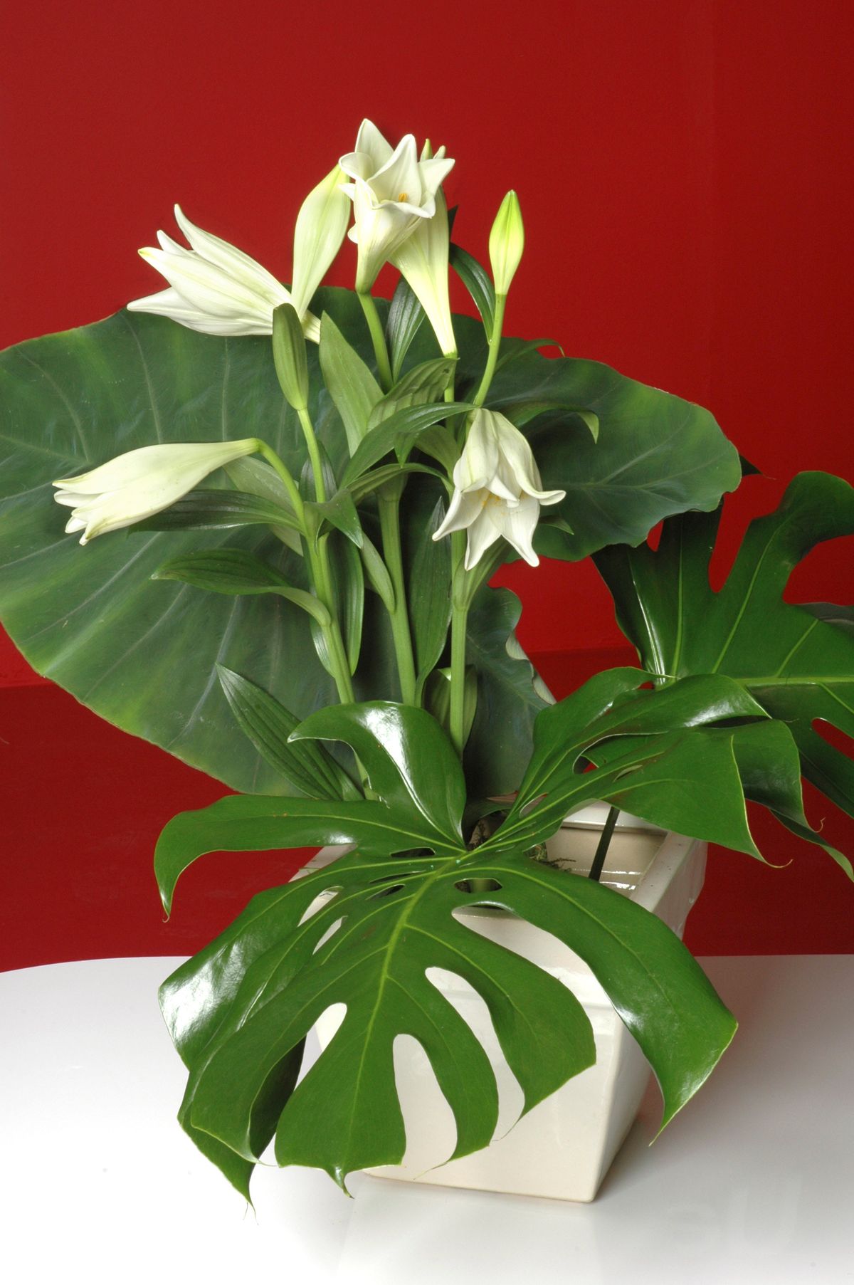 plantacion alocasia xl