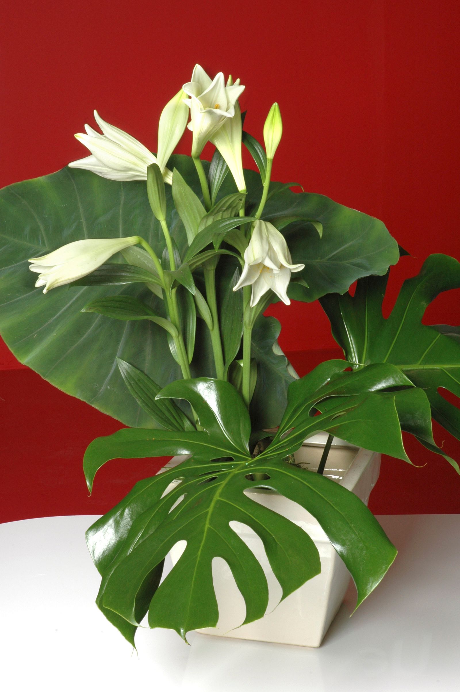 plantacion alocasia xl