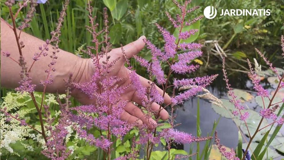 astilbesen el estanque jardin lurgarden jardinatis