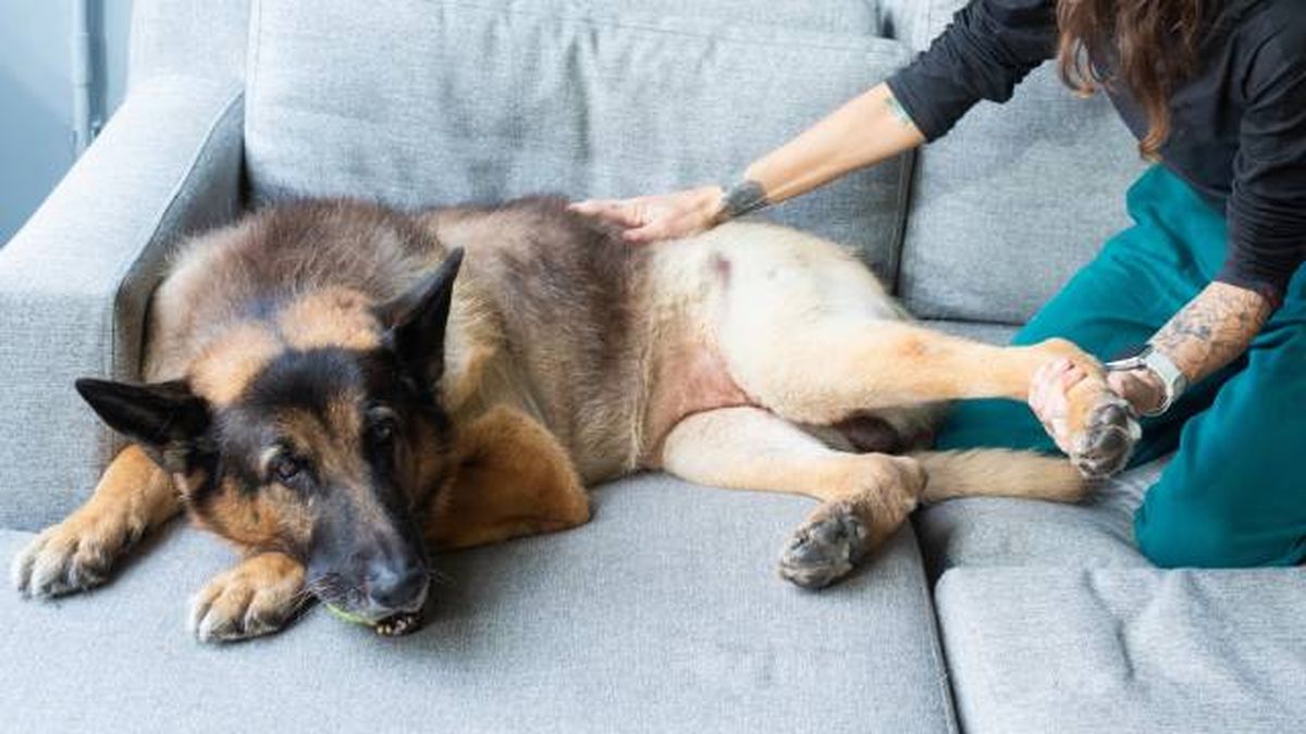 fisioterapia perros ejercicios en casa