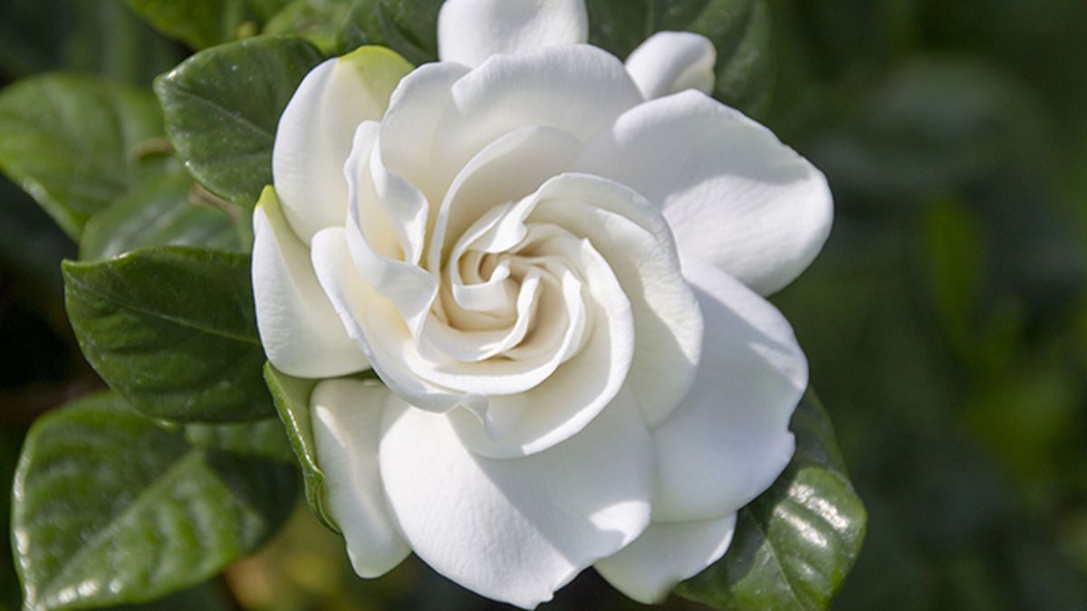 gardenias para regalar a domicilio