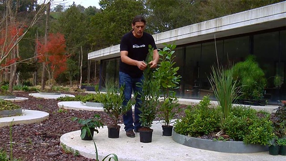 laurel cerezo caracteristicas brico 854