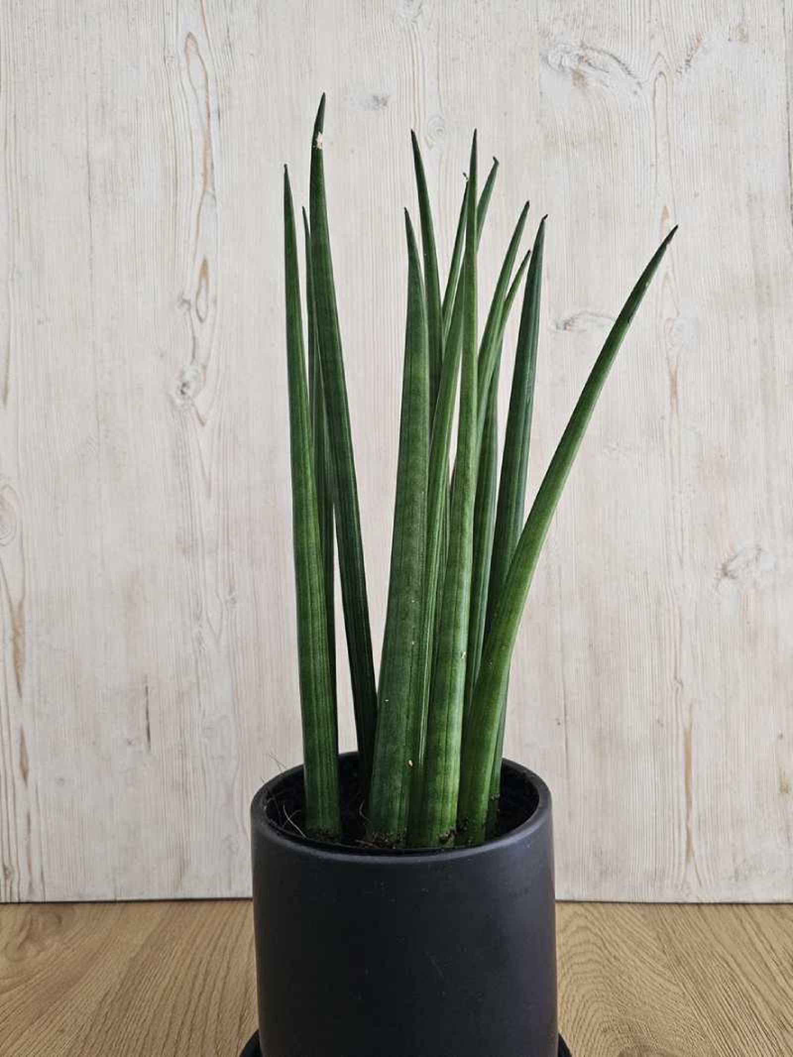 suculenta-atrae-prosperidad-Sansevieria-trifasciata