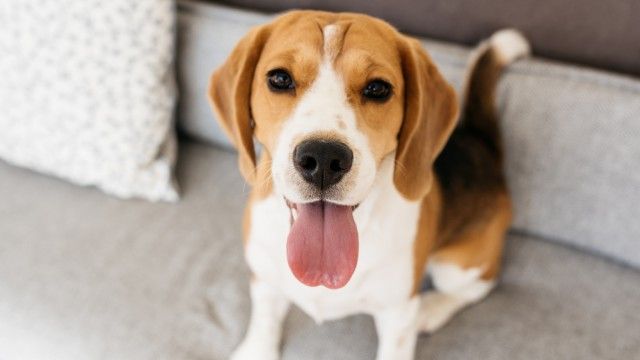 beagle 3