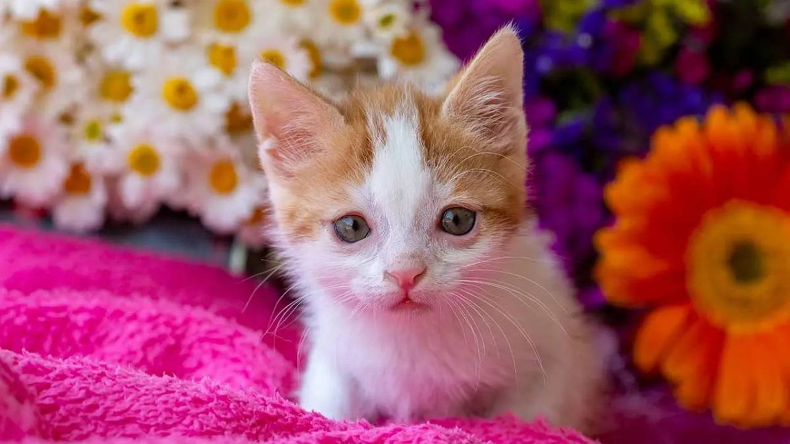 gatos con sindrome de down 4 (1)