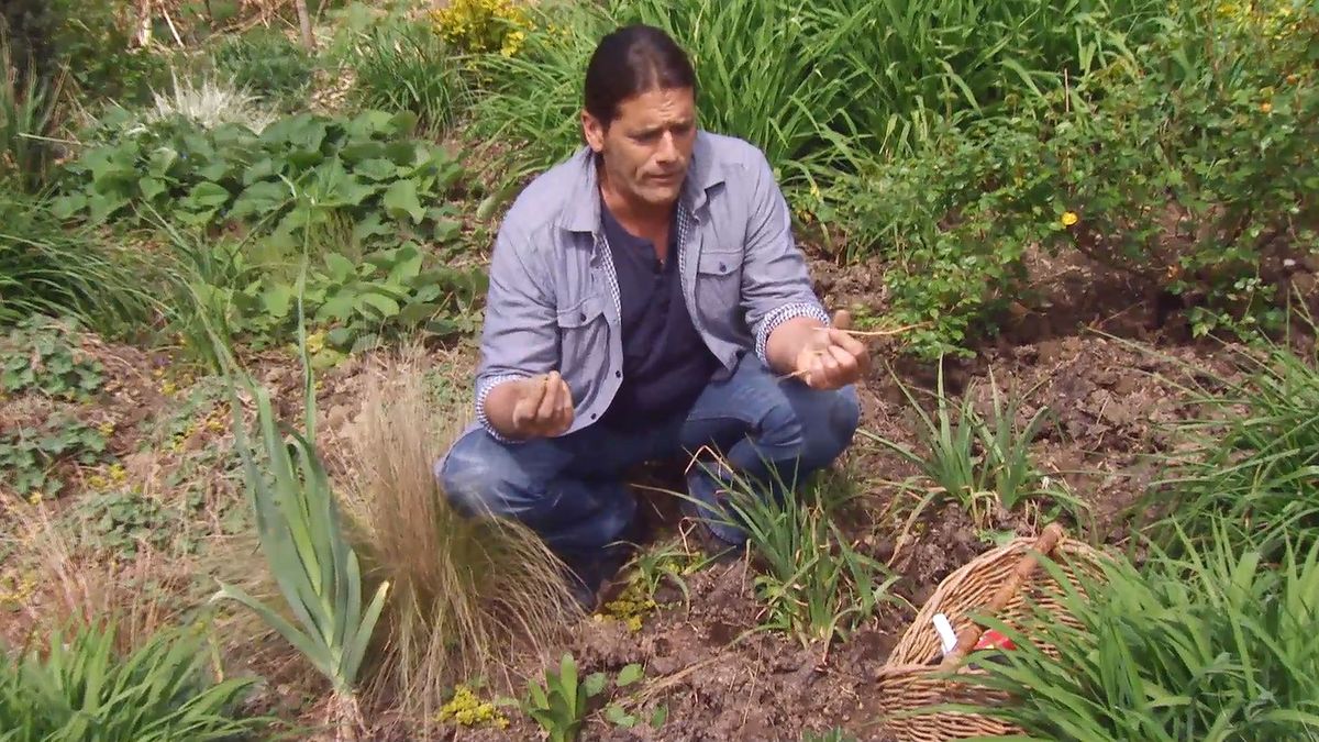 deco 658 herbicidas cesped jardin raiz correhuela