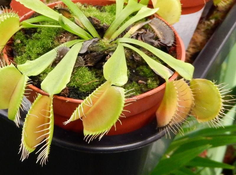 Venus atrapamoscas
