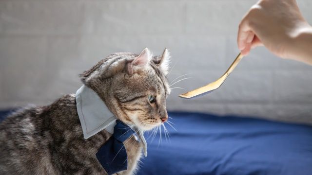 mi gato no come 2
