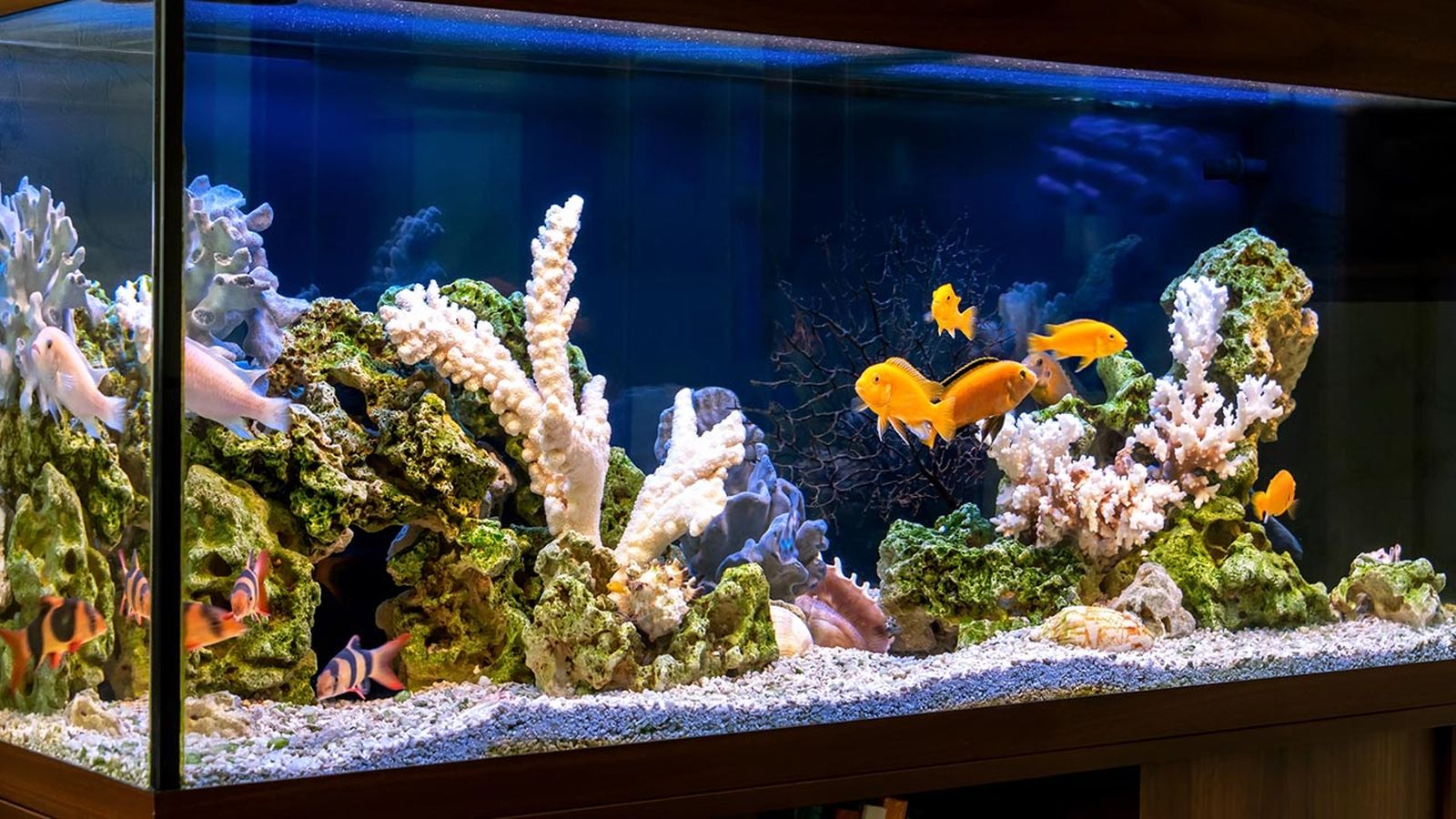 ciclo biologico aquario portada