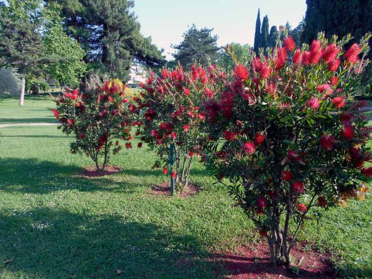 Es un arbusto de crecimiento rápido