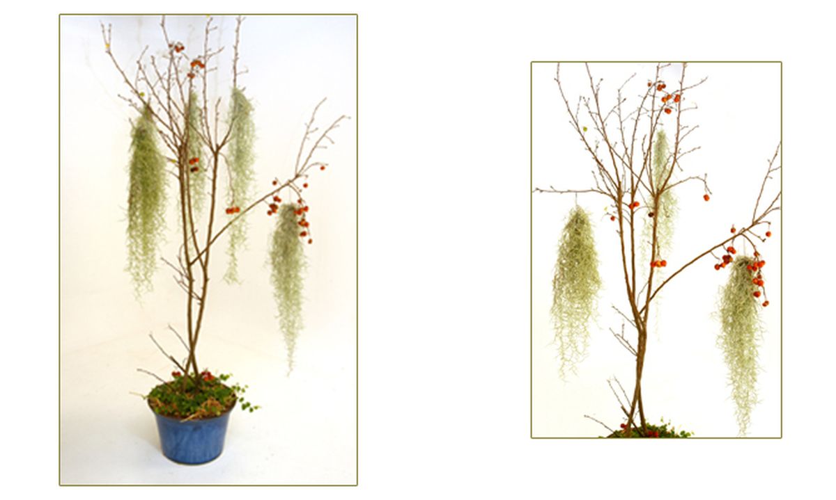 Alternativa al abeto navideño