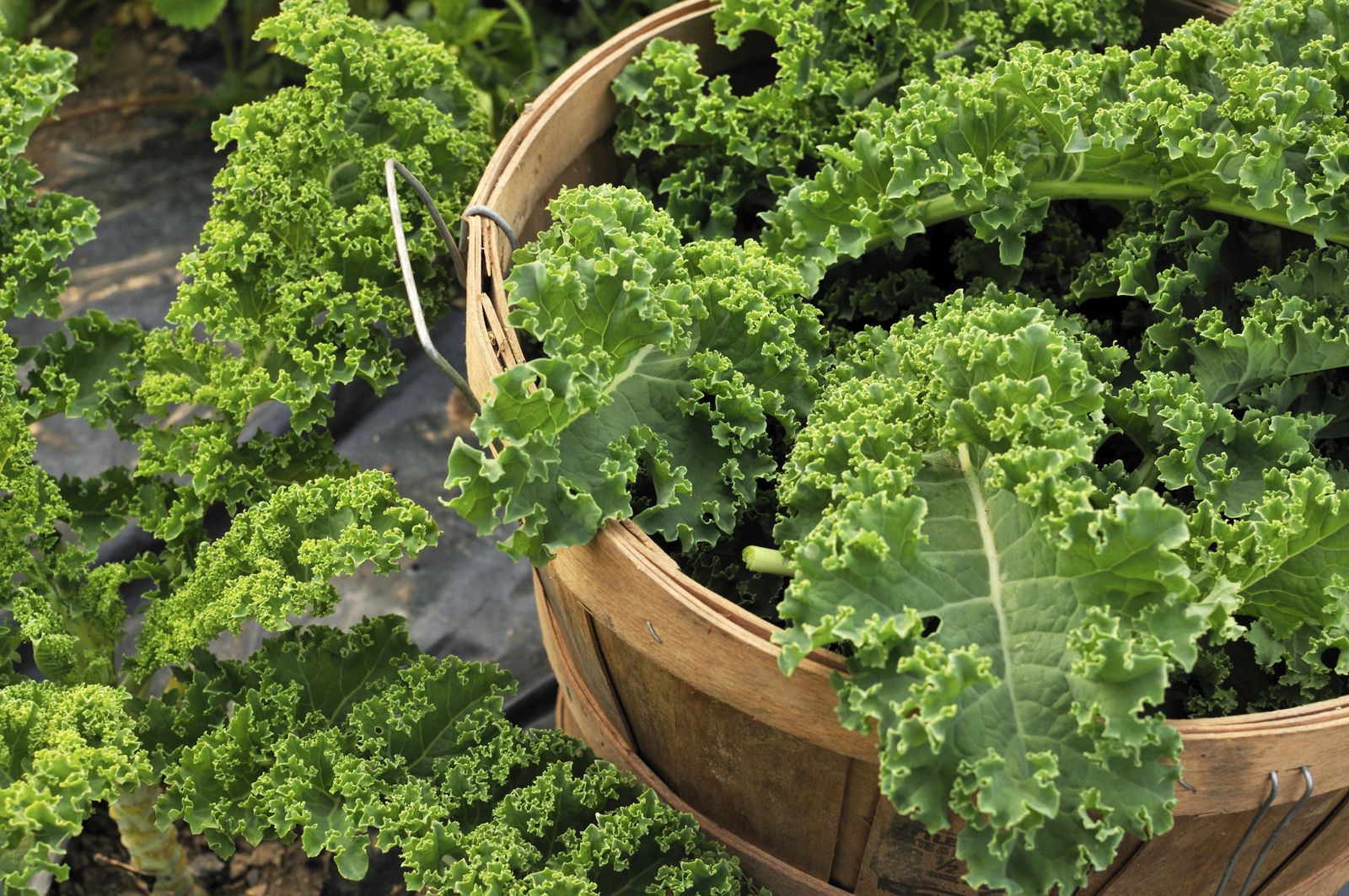 Cómo cultivar cale o col crespa