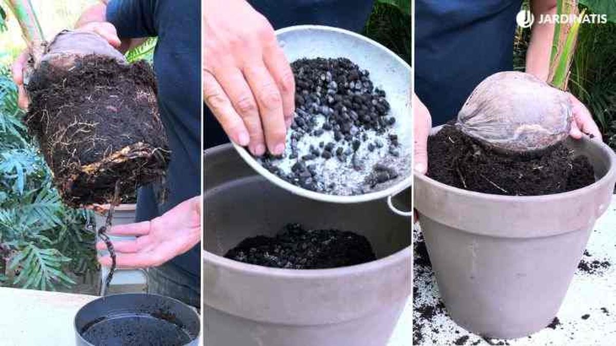como plantar cocotero en maceta jardinatis 48